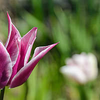 Buy canvas prints of Tulips by Gary Kenyon