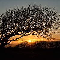 Buy canvas prints of Sunset Silhoutte Tree by Gary Kenyon