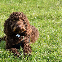 Buy canvas prints of Bruno The Chocolate Cockerpoo by Gary Kenyon