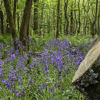 Buy canvas prints of Blue Bell Woods by Gary Kenyon