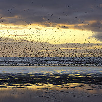 Buy canvas prints of Starlings at Sunset Blackpool by Gary Kenyon