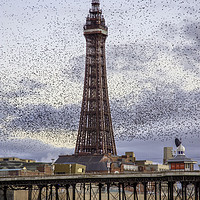 Buy canvas prints of Murmurating Starlings by Blackpool Tower by Gary Kenyon