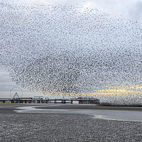 Buy canvas prints of Starlings over Central Pier by Gary Kenyon