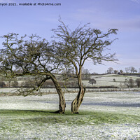 Buy canvas prints of Two Tree's in a snowy field by Gary Kenyon
