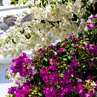 Buy canvas prints of Bougainvillea by Thanet Photos