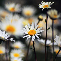 Buy canvas prints of Daisy by Thanet Photos