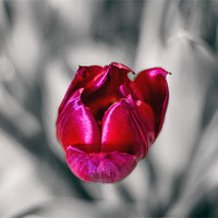 Buy canvas prints of Tulip on mono background by Thanet Photos