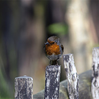 Buy canvas prints of Another Robin by Thanet Photos