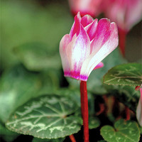 Buy canvas prints of Cyclamen by Thanet Photos