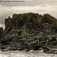 Buy canvas prints of Sea birds on rocks by Thanet Photos