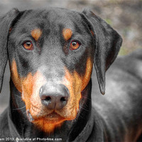Buy canvas prints of Doberman Pinscher by Thanet Photos