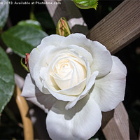 Buy canvas prints of White rose by Thanet Photos