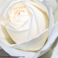 Buy canvas prints of Single white Rose by Thanet Photos