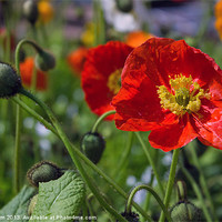 Buy canvas prints of Poppies by Thanet Photos