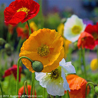 Buy canvas prints of Colourful Poppy by Thanet Photos