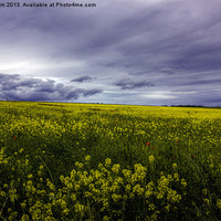 Buy canvas prints of Field of Oil seed rape by Thanet Photos