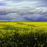 Buy canvas prints of Field of oil seed by Thanet Photos