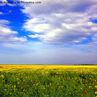 Buy canvas prints of Rape seed oil field by Thanet Photos