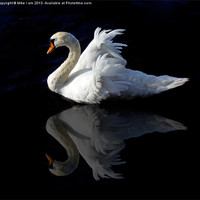 Buy canvas prints of Swan with reflection by Thanet Photos