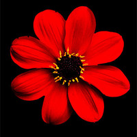 Buy canvas prints of Red Dahlia by Thanet Photos