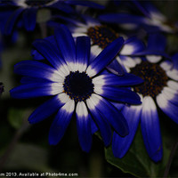 Buy canvas prints of Blue daisy by Thanet Photos