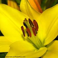 Buy canvas prints of Yellow Lily by Thanet Photos