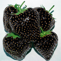 Buy canvas prints of Black Strawberries by Thanet Photos