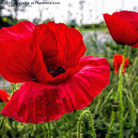 Buy canvas prints of Wild poppy by Thanet Photos