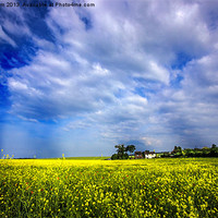 Buy canvas prints of Rape oil field by Thanet Photos