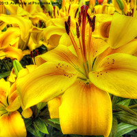 Buy canvas prints of Lilies by Thanet Photos