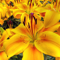 Buy canvas prints of Yellow and Orange Lilies by Thanet Photos
