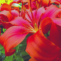 Buy canvas prints of Beautiful red Lilies by Thanet Photos