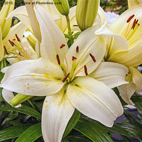Buy canvas prints of White Lilies by Thanet Photos