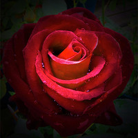 Buy canvas prints of Red Rose on black background by Thanet Photos