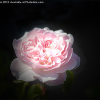 Buy canvas prints of Beautiful pink rose by Thanet Photos