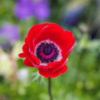 Buy canvas prints of Red Anemone by Thanet Photos