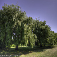 Buy canvas prints of Willow trees by Thanet Photos