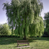 Buy canvas prints of Bench under a willow tree by Thanet Photos