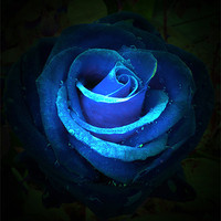 Buy canvas prints of Blue rose by Thanet Photos