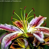 Buy canvas prints of Lillies by Thanet Photos