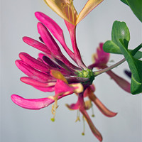Buy canvas prints of Honeysuckle by Thanet Photos