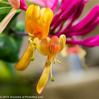 Buy canvas prints of Honeysuckle by Thanet Photos