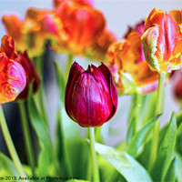 Buy canvas prints of Tulips by Thanet Photos