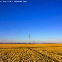 Buy canvas prints of Golden Corn fields of Kent by Thanet Photos