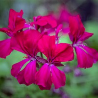 Buy canvas prints of Geranium by Thanet Photos