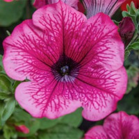 Buy canvas prints of Pink Petunia by Thanet Photos