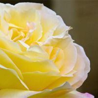 Buy canvas prints of Yellow rose by Thanet Photos