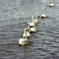 Buy canvas prints of Seven swans by Thanet Photos