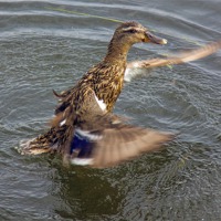 Buy canvas prints of Duck flapping wings by Thanet Photos
