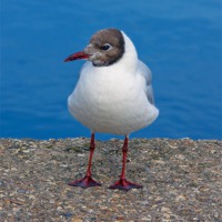 Buy canvas prints of Black headed gull by Thanet Photos